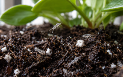 Springtails in Houseplant Soil: Should You Worry or Leave Them Alone?