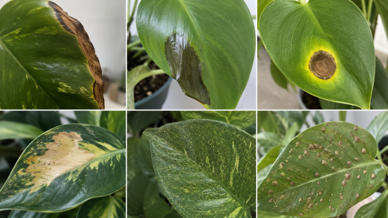 Brown spots on plant leaves.