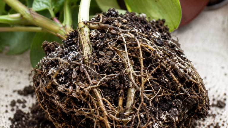 root aphids in houseplants